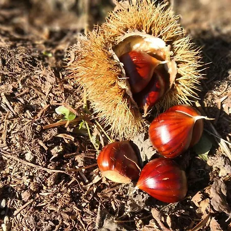 La Tana Del Riccio