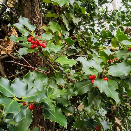 La Tana Del Riccio *