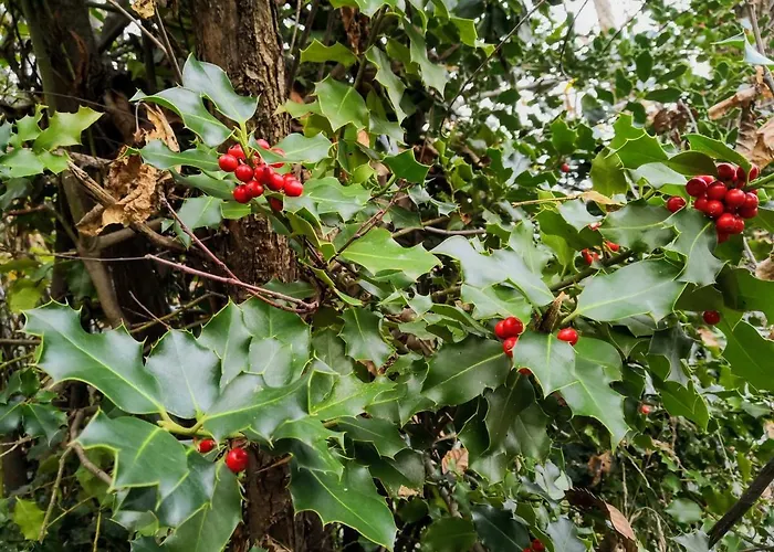 La Tana Del Riccio *